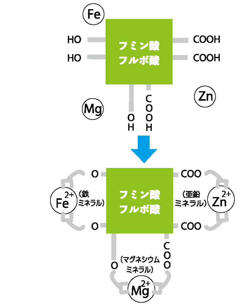 キレート作用　図